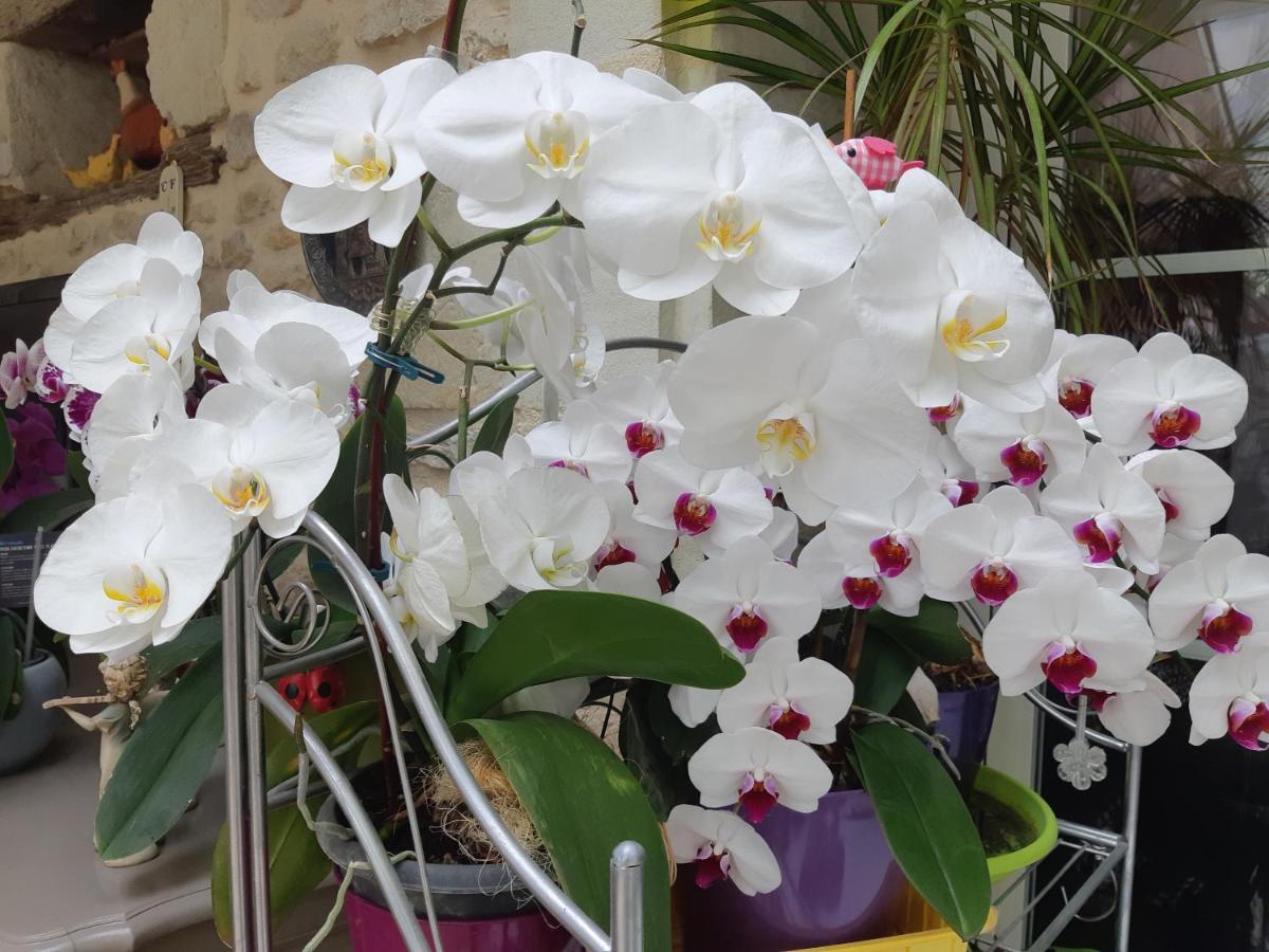 Les Orchidees Chambre Hotes Futuroscope Chasseneuil Poitiers Jaunay-Clan Buitenkant foto