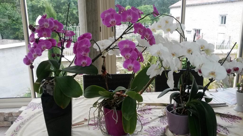 Les Orchidees Chambre Hotes Futuroscope Chasseneuil Poitiers Jaunay-Clan Buitenkant foto